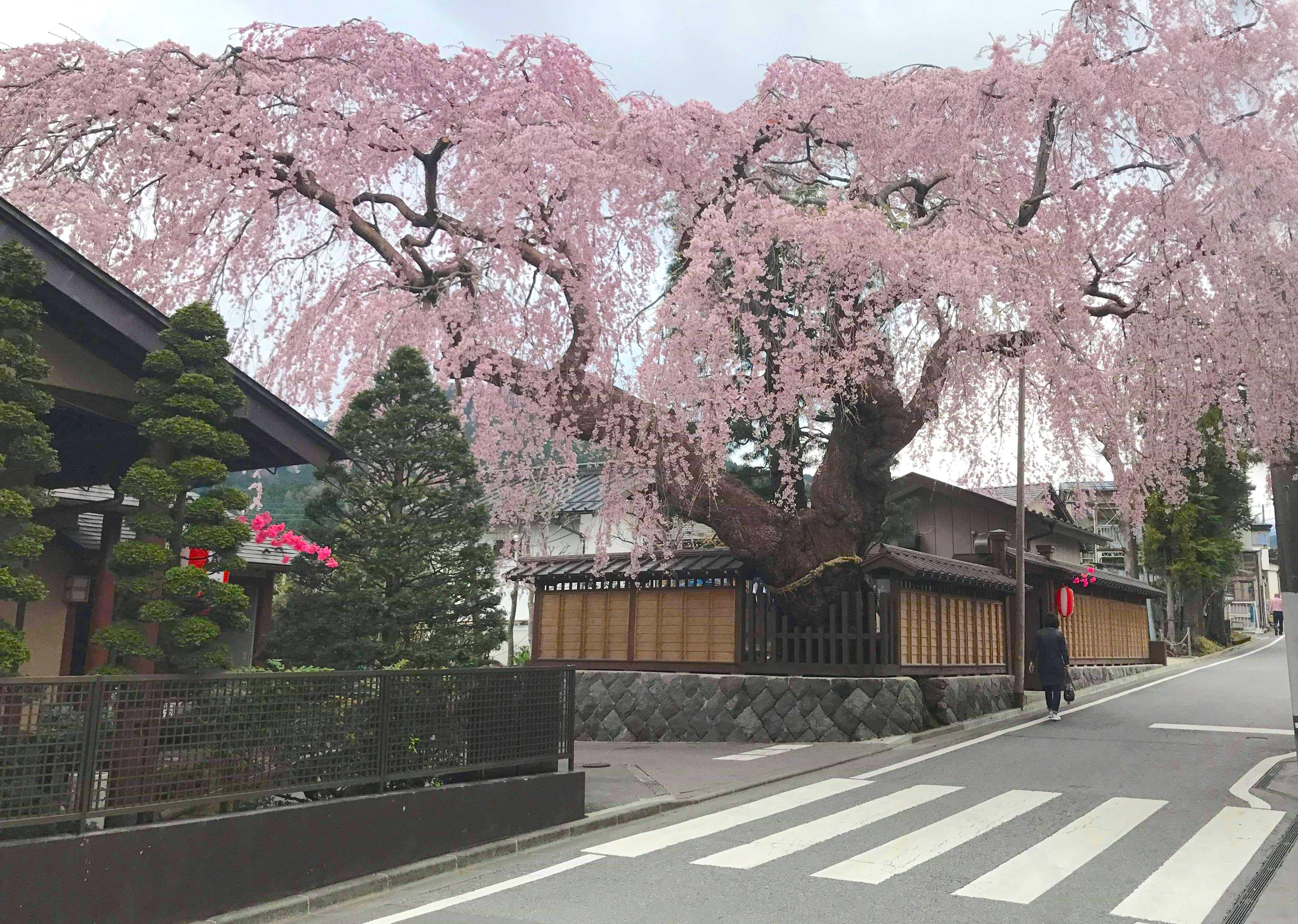Hanami en Nikko – Tour Exclusivo a pie